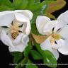 Two Magnolias